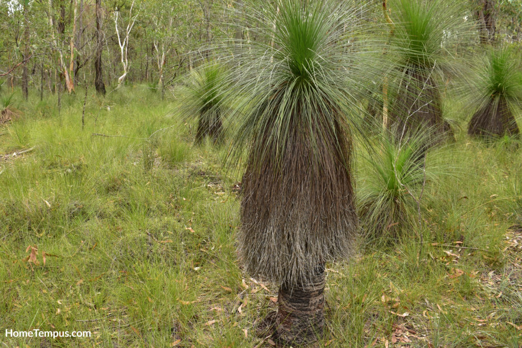 Flowers that start with x - Xanthorrhoea-Johnsonii