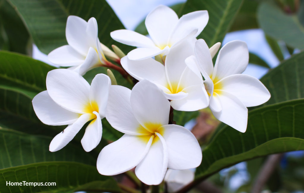 Frangipani flower, is a group of plants in the genus Plumeria