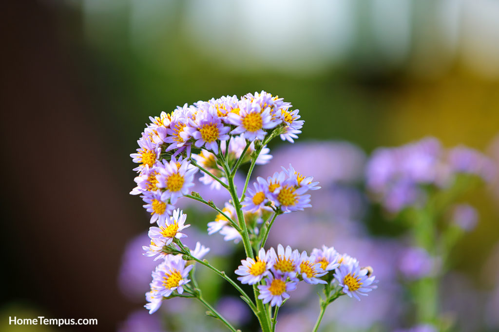 Fresh floral background with Tatarian Aster