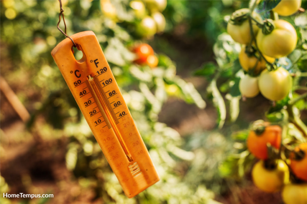 Growing tomato seeds thermometer to check temperature