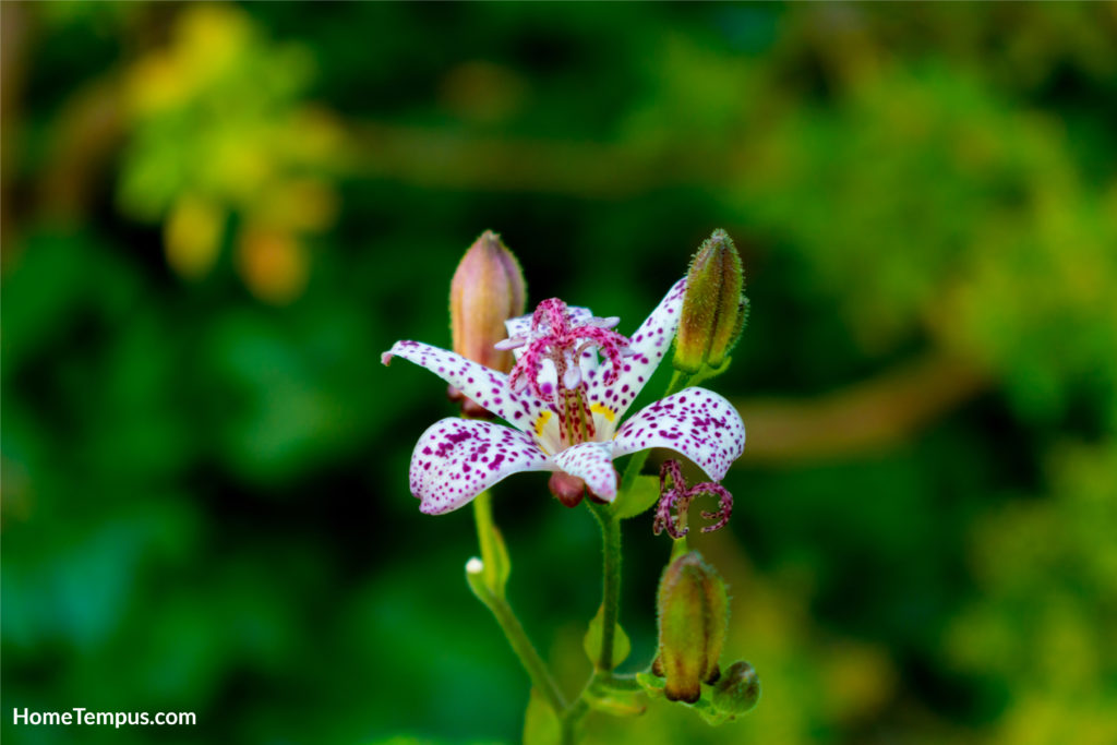 Japanese Toad Lily