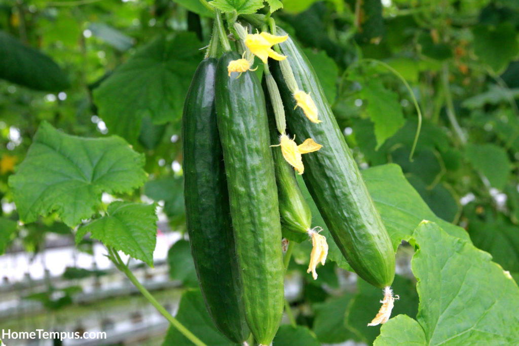 Long cucumbers on a branch in a greenhouse