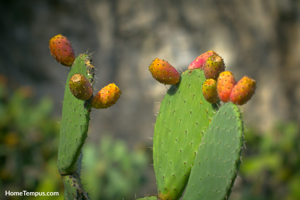 Opuntia or Prickly Pear