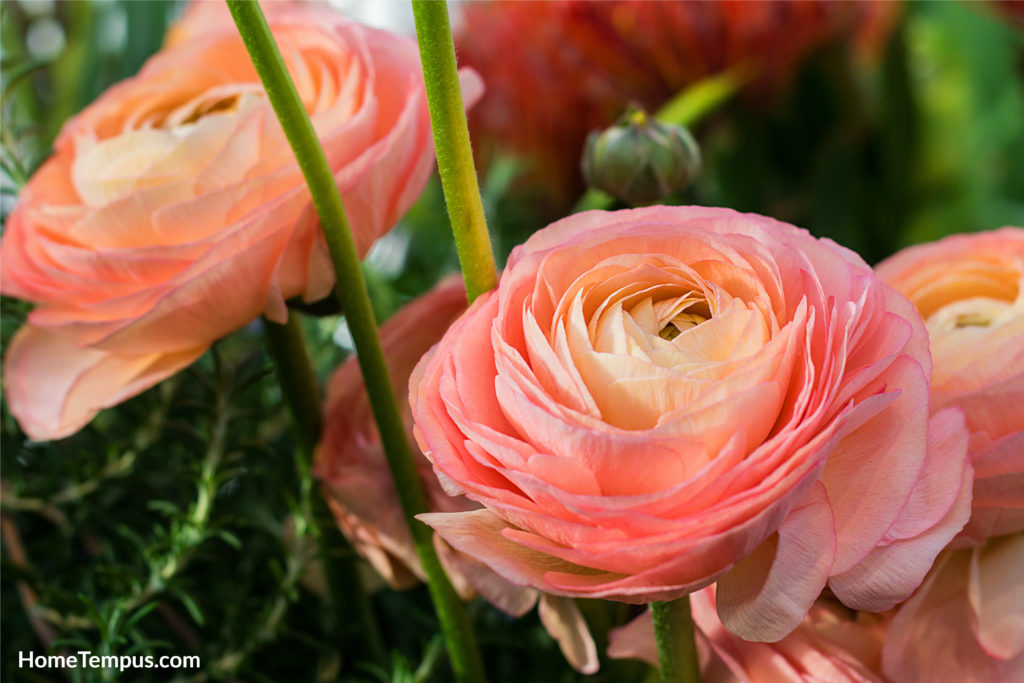 Ranunculus asiaticus or Persian buttercup bright pink flower.