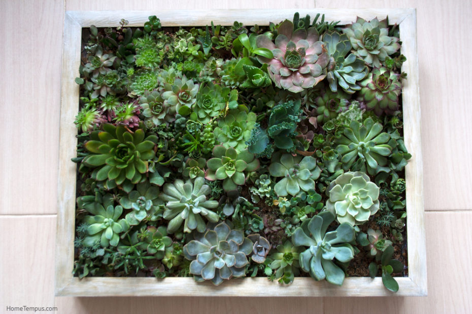 Succulents That Look Like Coral - Various succulent plants arranged in living picture composition with wooden beige frame