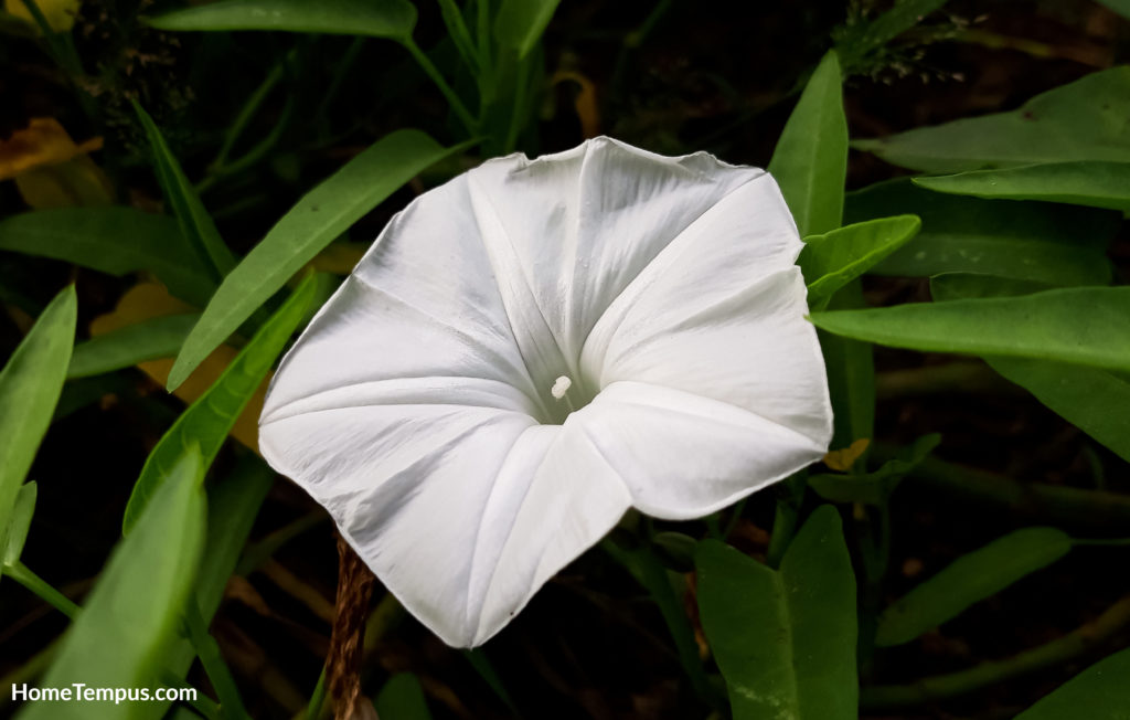 White Ipomoea aquatica or Kankung