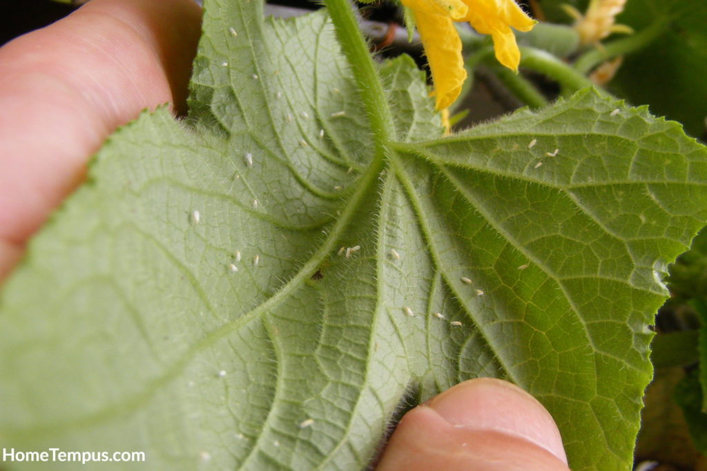 White flies on the leaves of the cucumber plant.