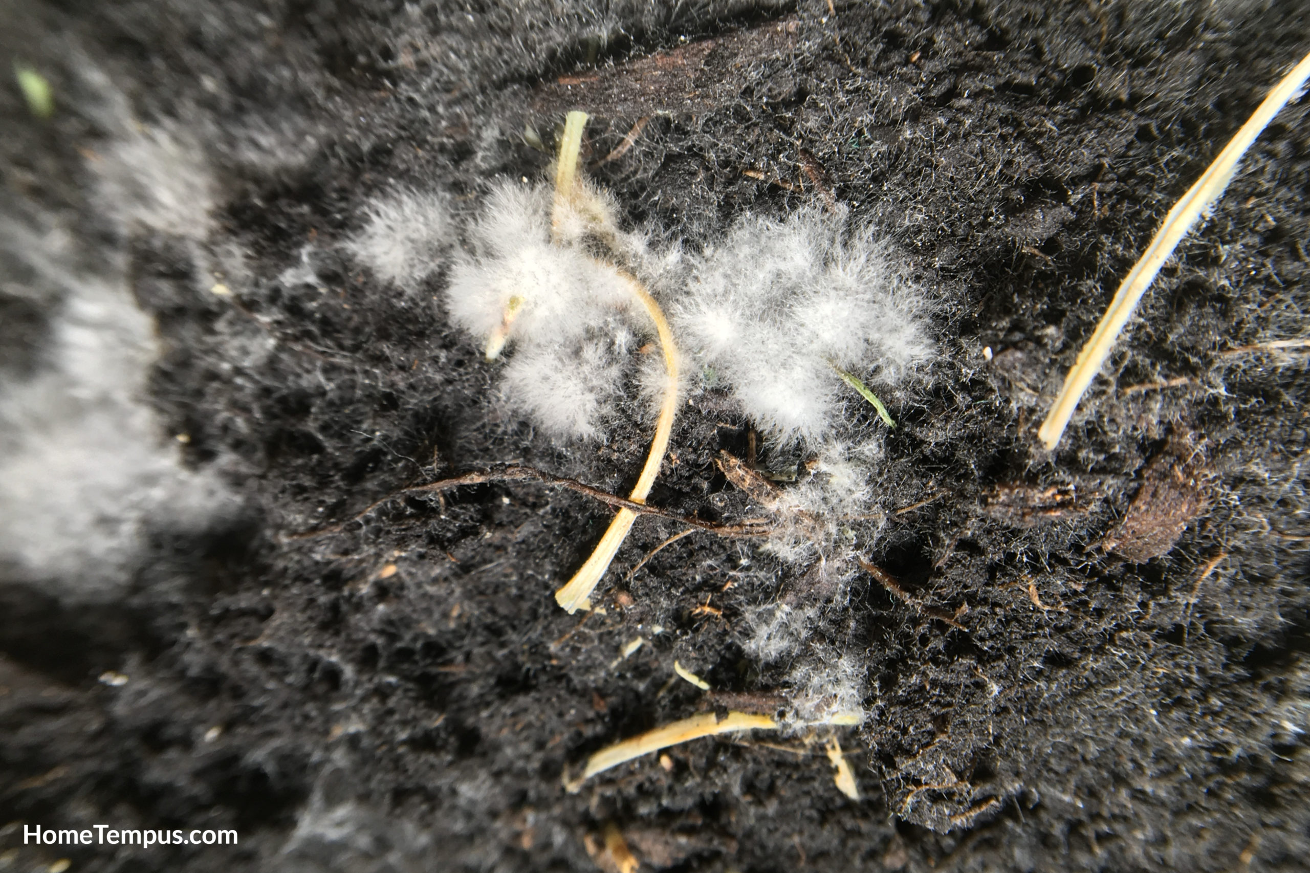 White mold spores grow in the soil.