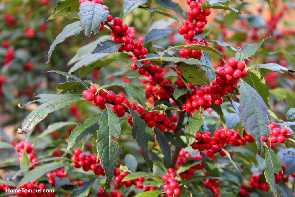 Winterberry plants with deep red winterberries (berries)