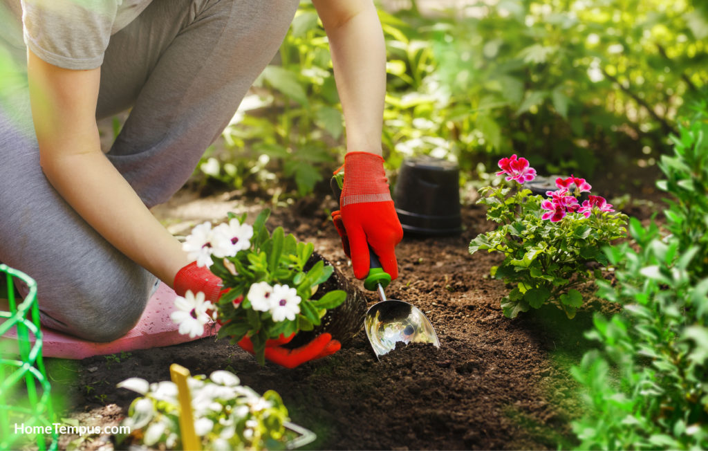 Woman gardening and planting flowers