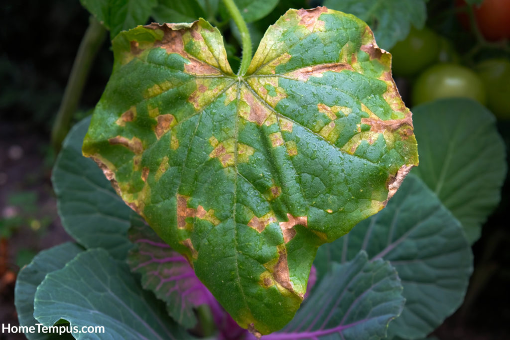 Yellow spots on the leaves of cucumbers.
