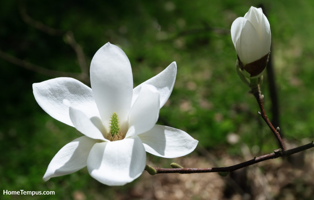 blossoming Magnolia kobus flower close-up