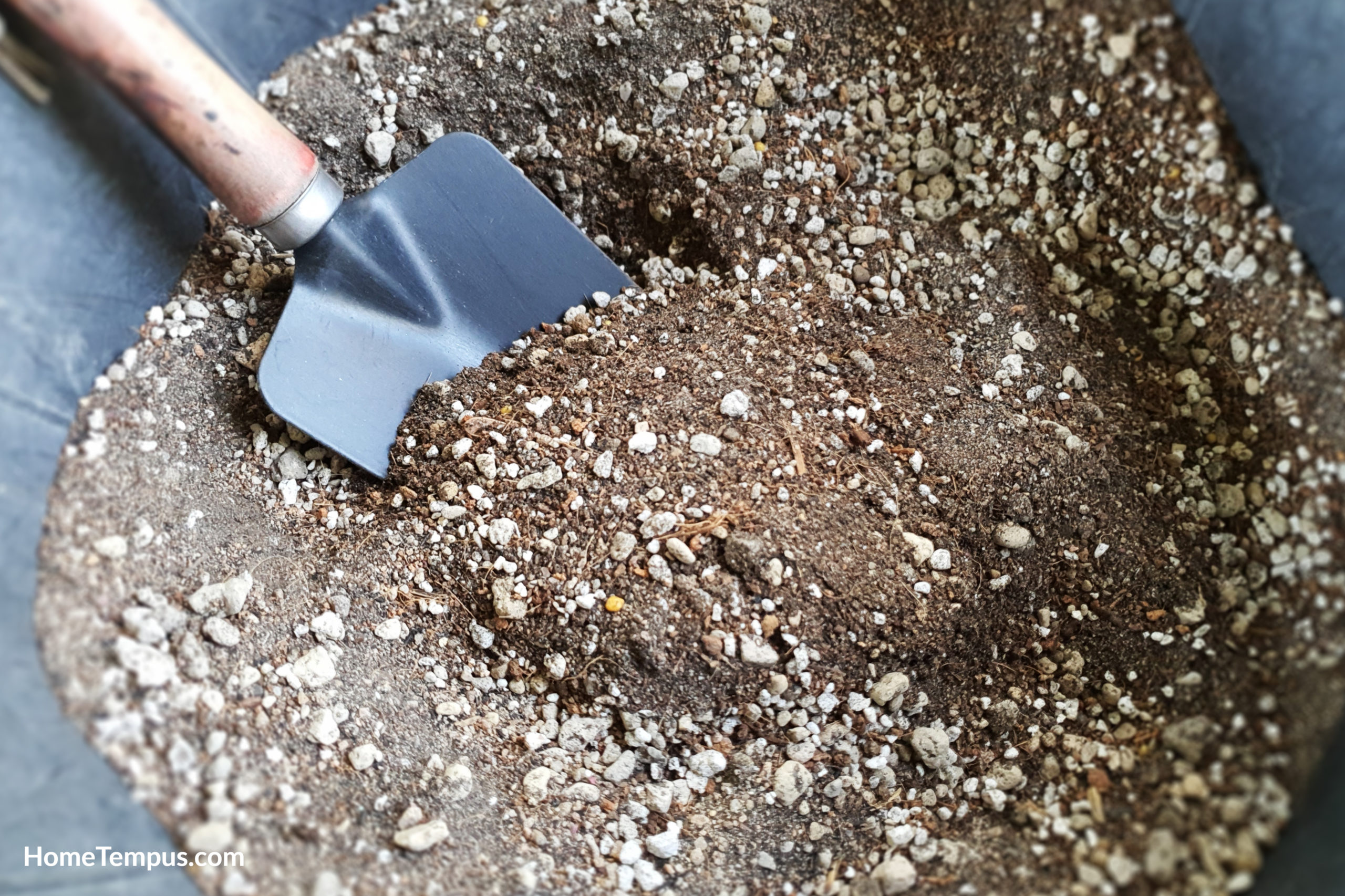 well prepared cactus soil in a buck