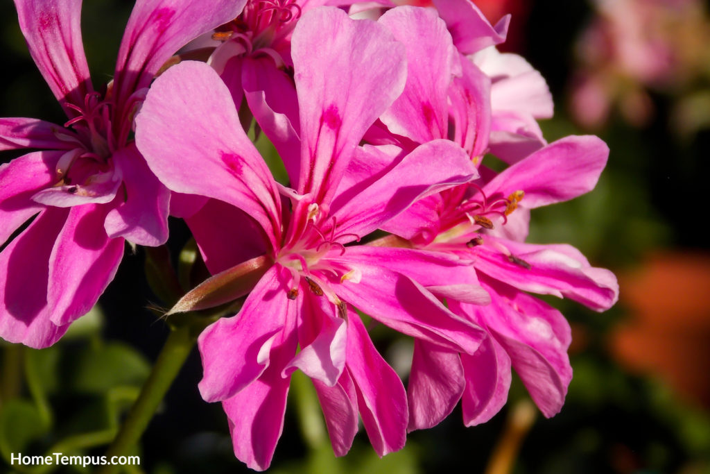 Close up of Pink Ivyleaf Geranium