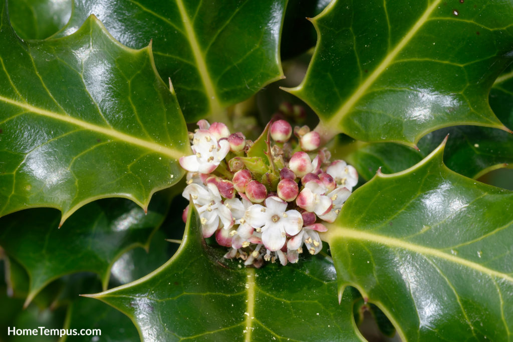 Common Holly - Ilex aquifolium Leaves & flowers