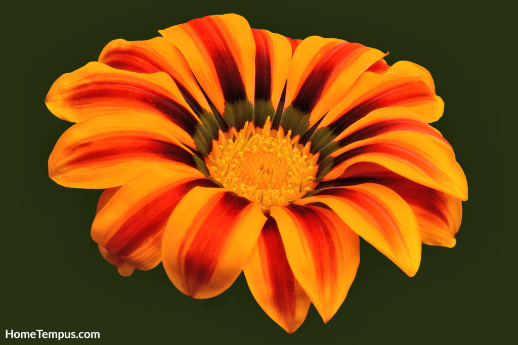 Flowers that start with A - African Daisy