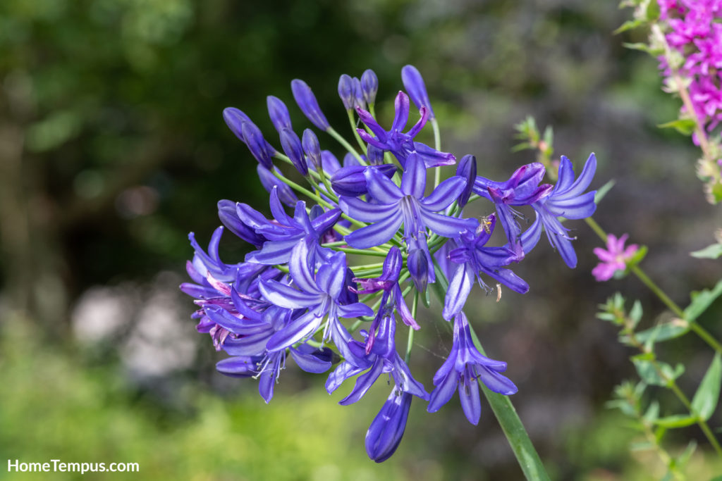 Flowers that start with A - Agapanthus
