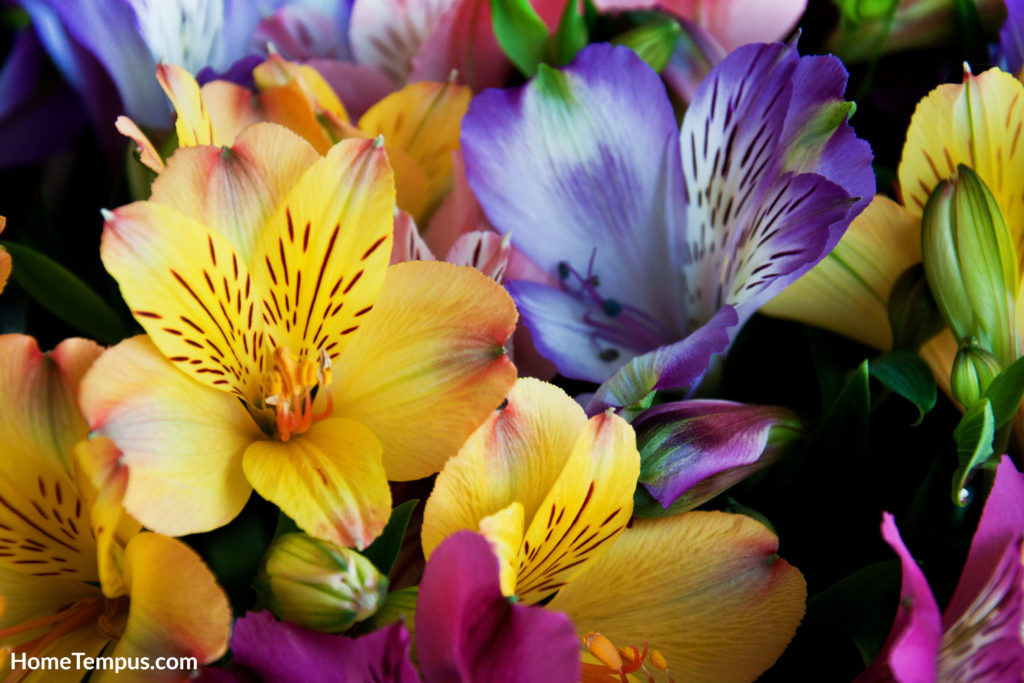 Flowers that start with A - Alstroemeria