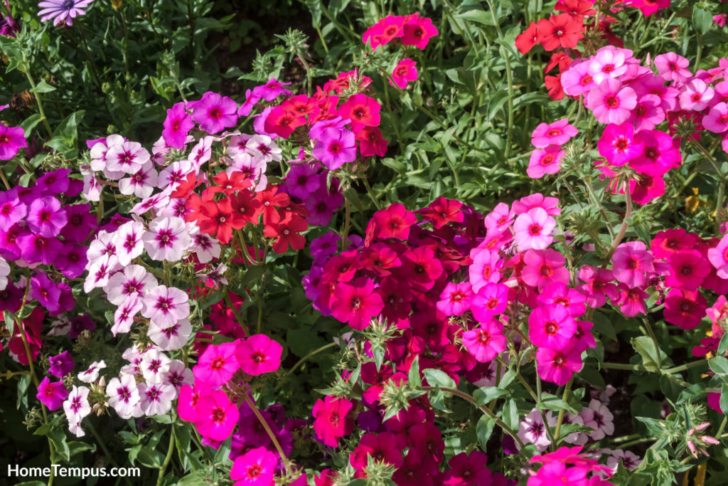 Flowers that start with A - Annual Phlox