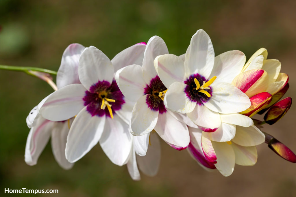 Flowers that start with I - Ixia