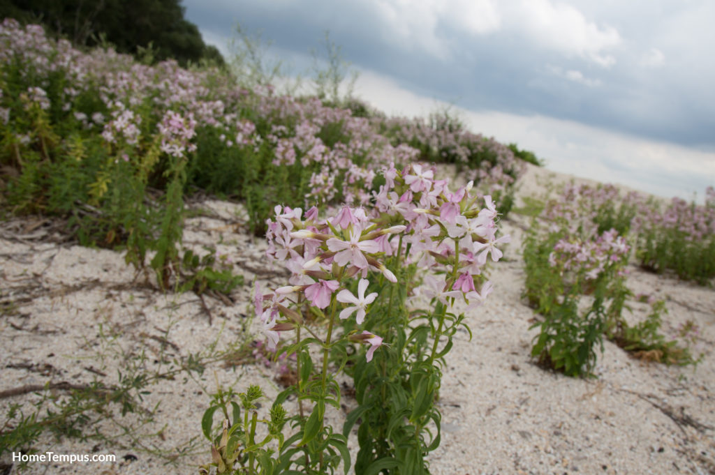 Flowers that start with S - Sand Phlox