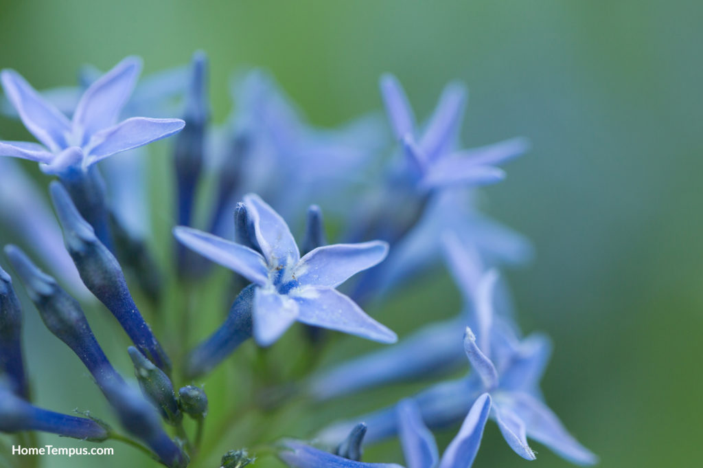 Flowers that start with S - Shining Blue Star
