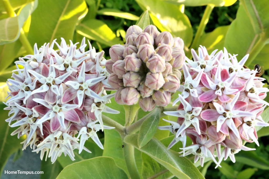 Flowers that start with S - Showy Milkweed