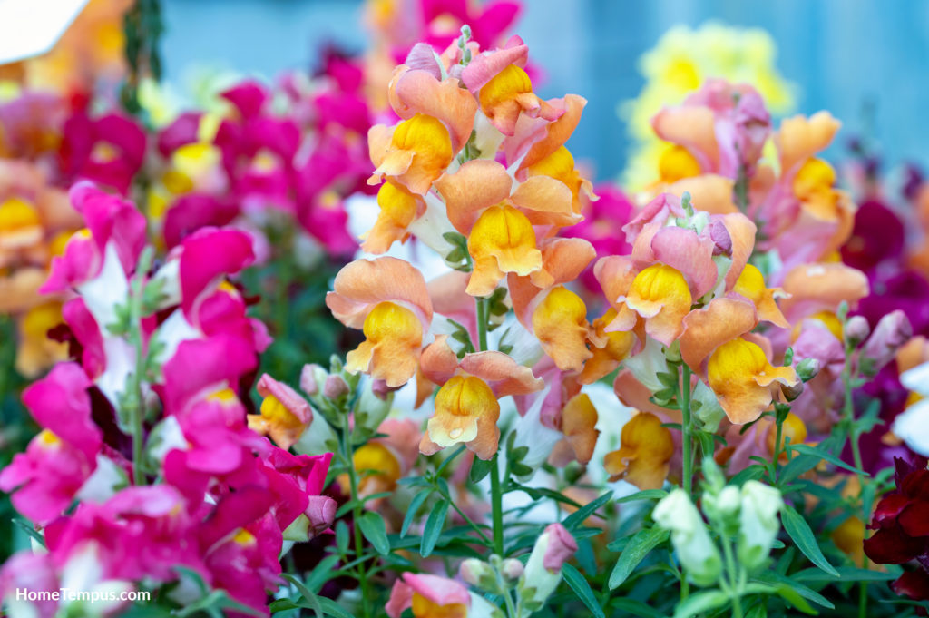 Flowers that start with S - Snapdragon