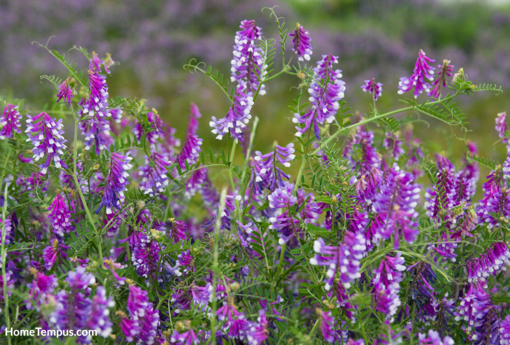 Flowers that start with V - Vetch