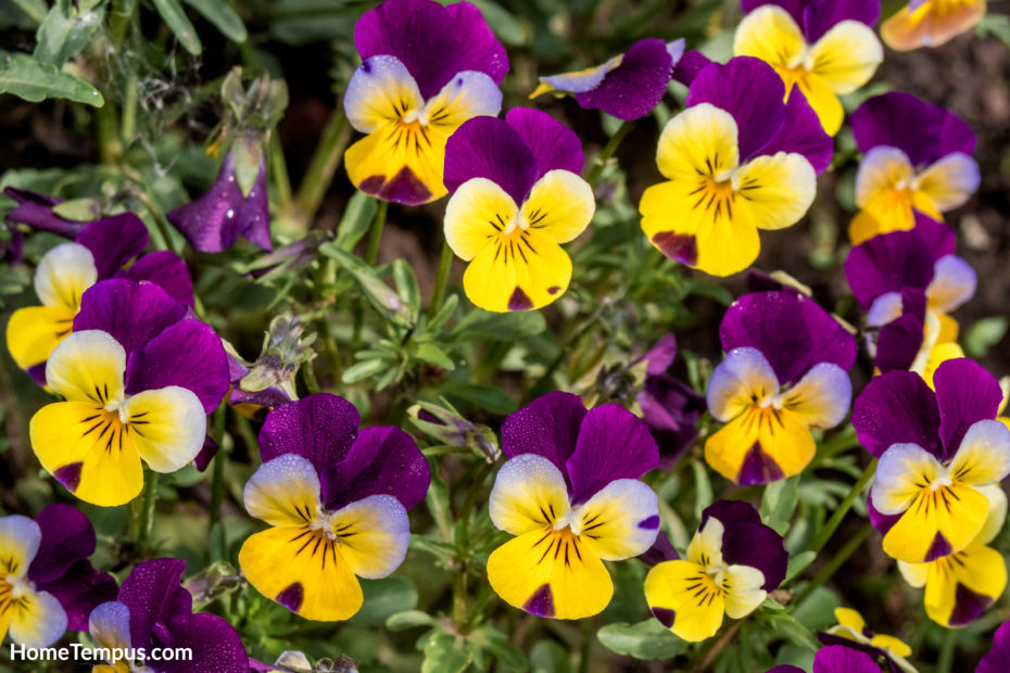 Flowers that start with V - Viola Tri colour