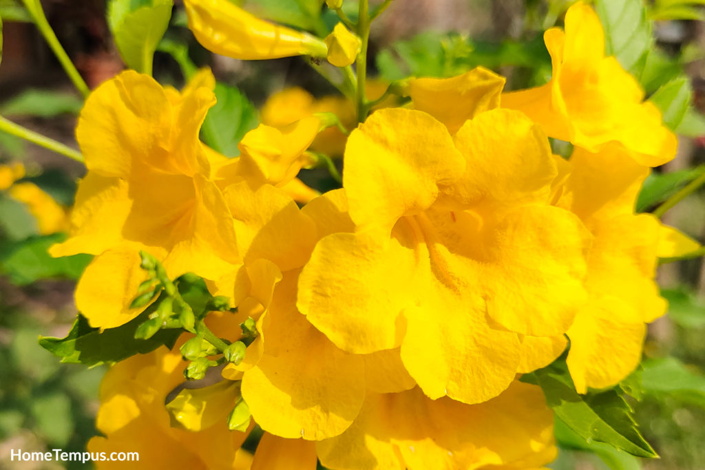 Flowers that start with Y - Yellow Bells