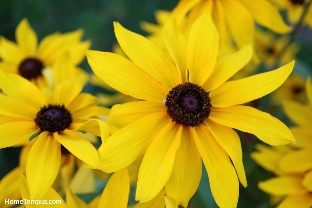 Flowers that start with Y - Yellow Coneflower