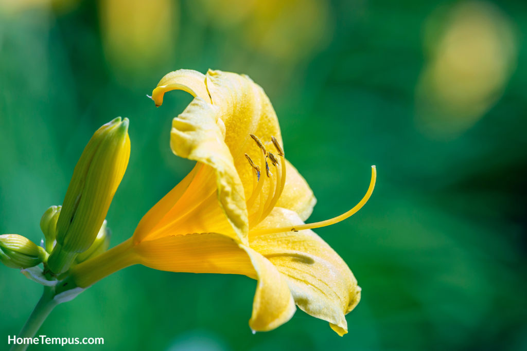 Flowers that start with Y - Yellow Daylily