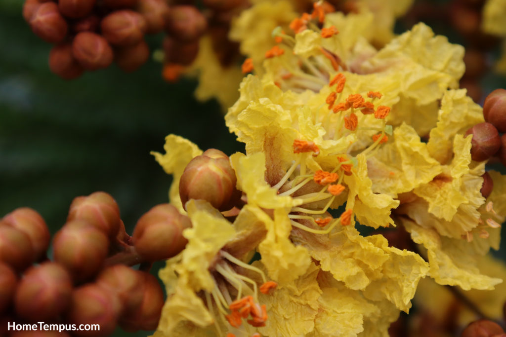 Flowers that start with Y - Yellow Poinciana