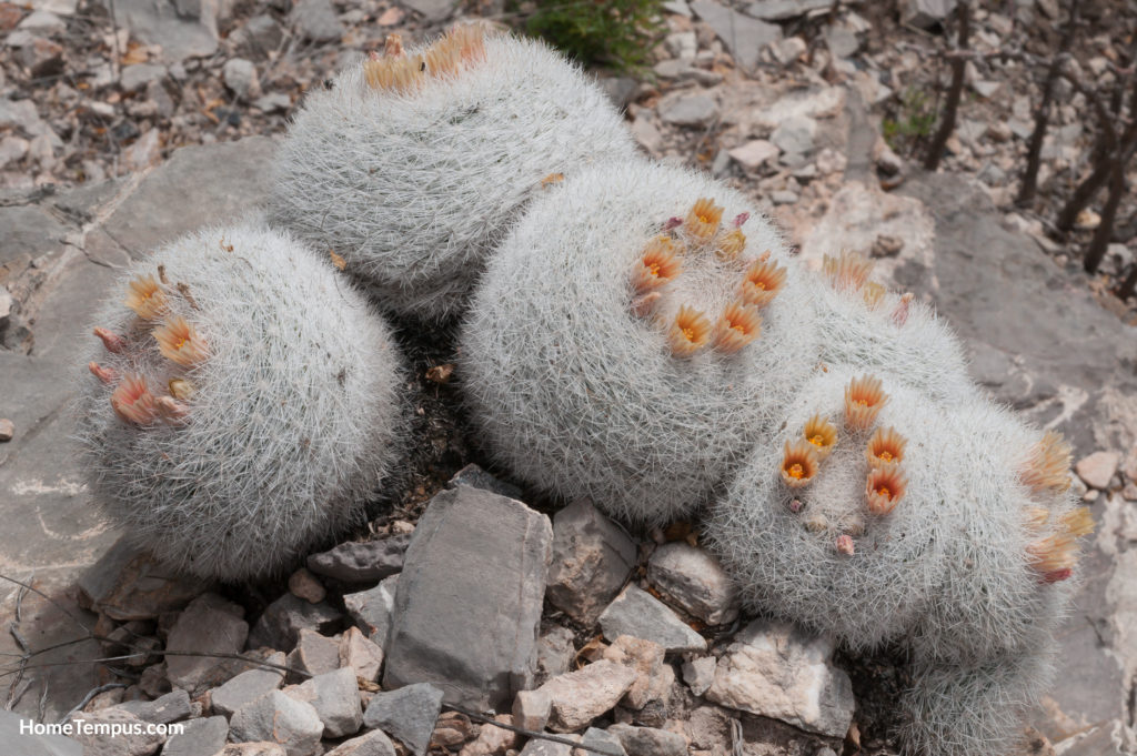 Flowers that start with s - Snowball cactus