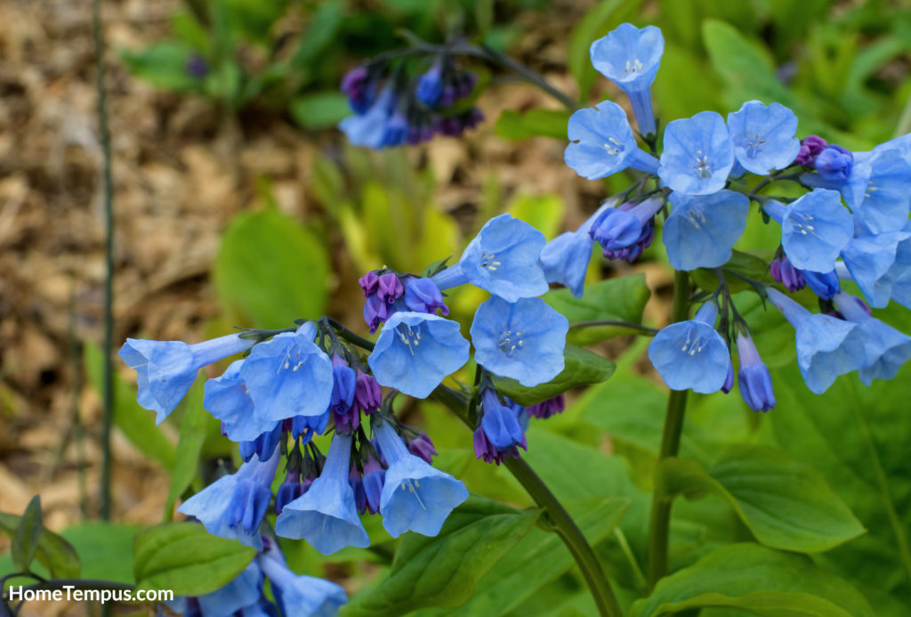 Flowers with V - Virginia Bluebells