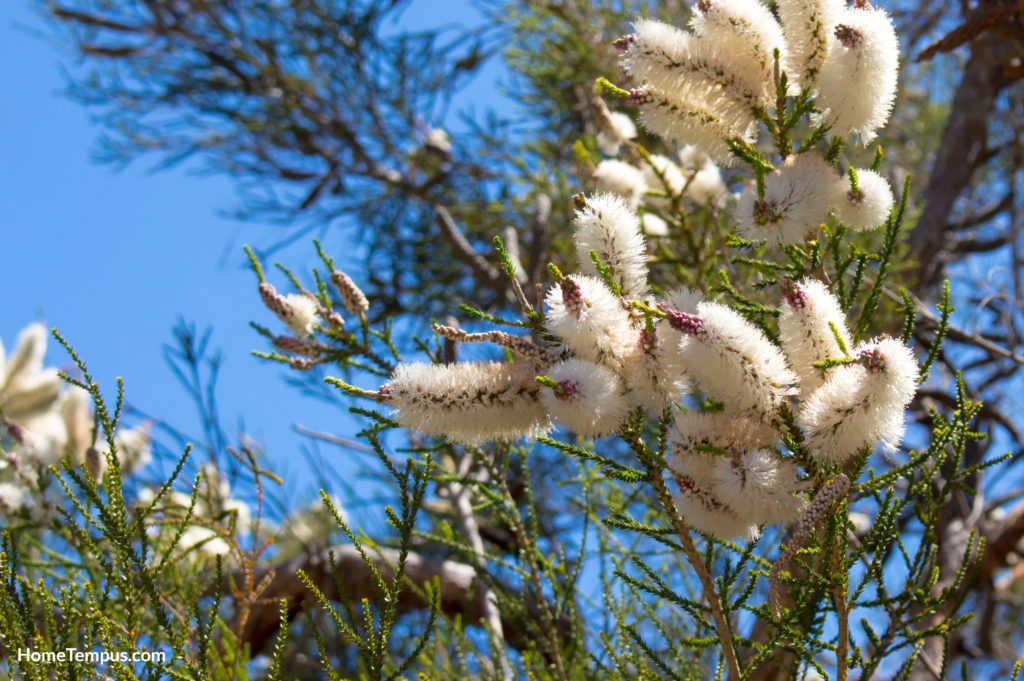 Fluffy white flowers of Australian Melaleuca linariifolia, snow-in-summer