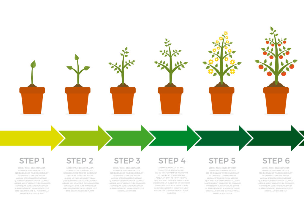 Growth timeline of tomato plants