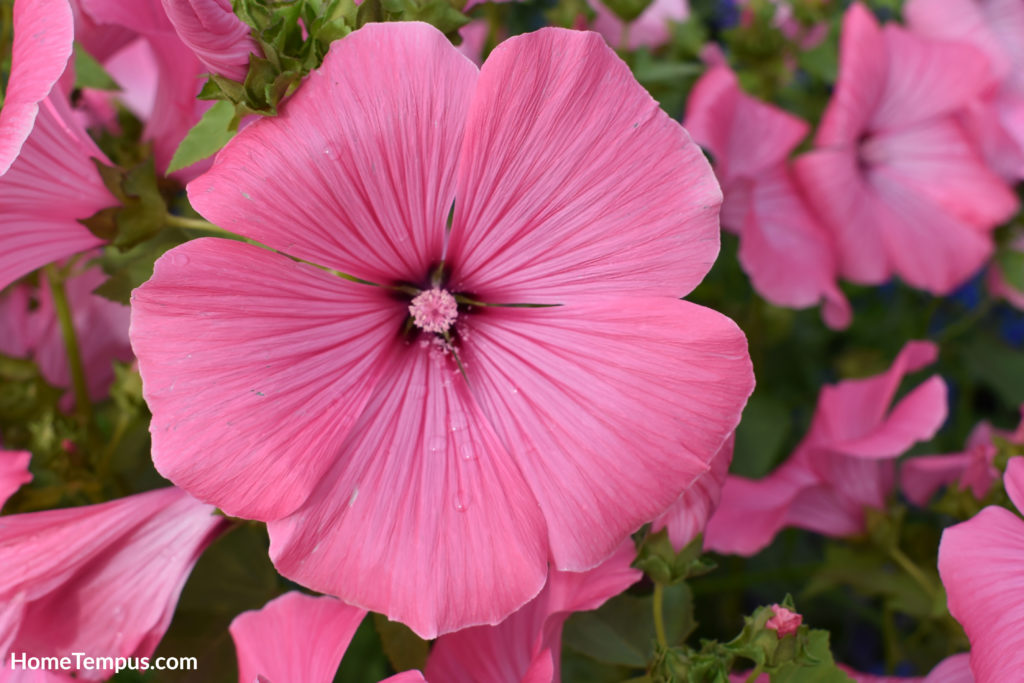 Pink Annual Mallow