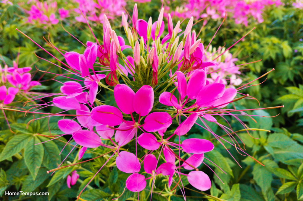 Pink Spider flower or Cleome hassleriana