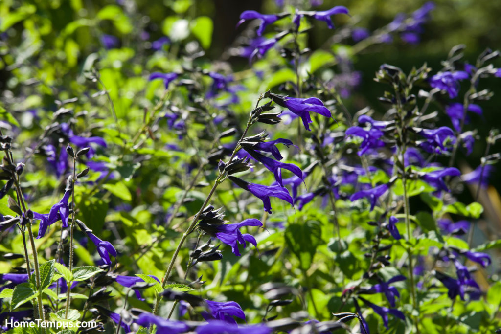 Salvia Guaranitica or ansie scented sage