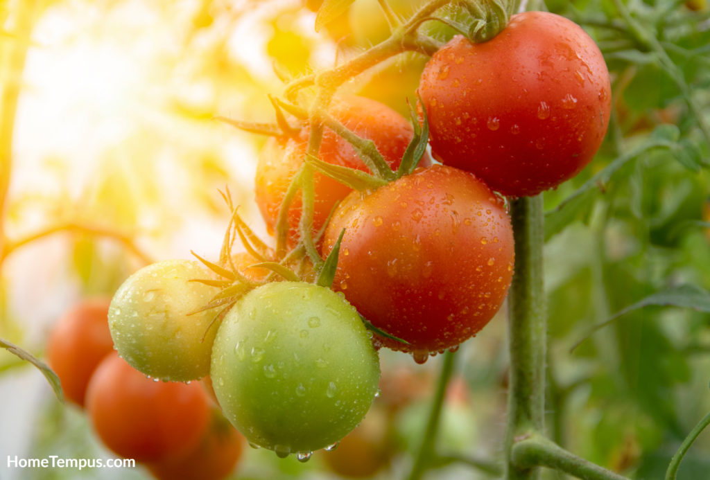 Sun shining on a bunch of ripe tomatoes