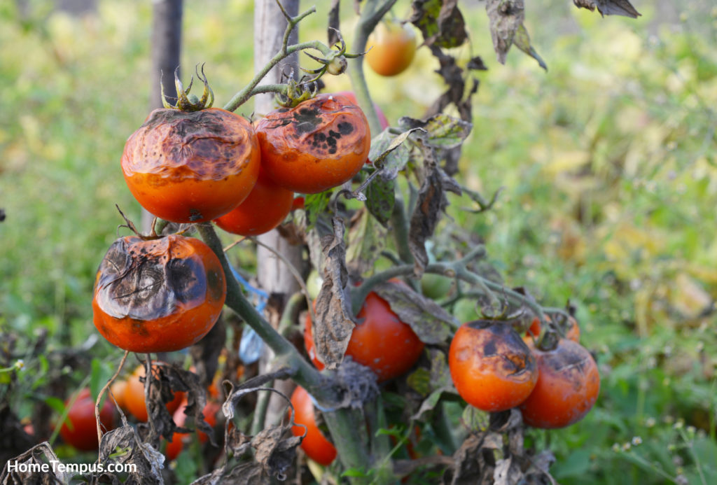 Tomatoes affected by disease