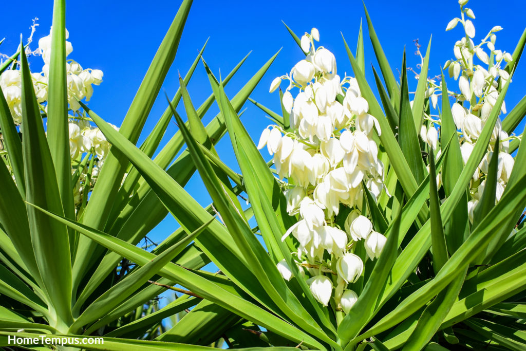 Yucca plant with white exotic flowers with long green leaves