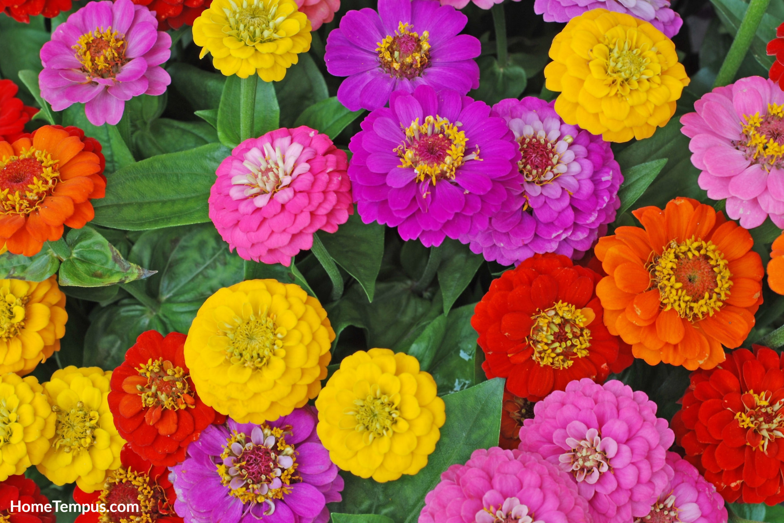 Zinnia - Beautiful garden flowers