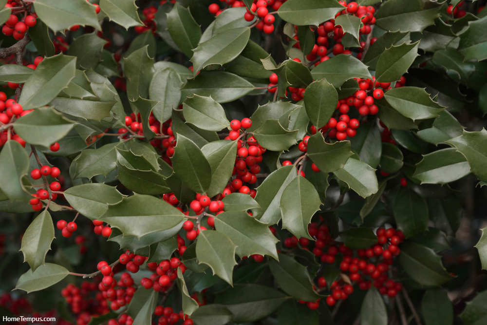 American Holly (Ilex opaca) with red berries - Popular flowers that start with H