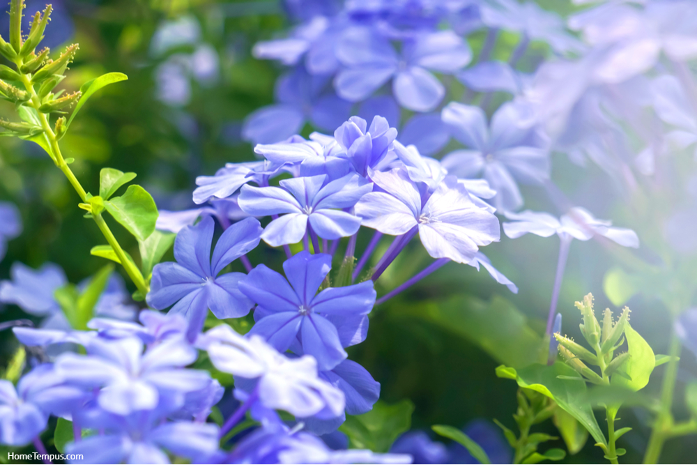 Beautiful blue flowers, Plumbaginaceae is a family of flowering plants Cape leadwort - Names of flowers starting with L