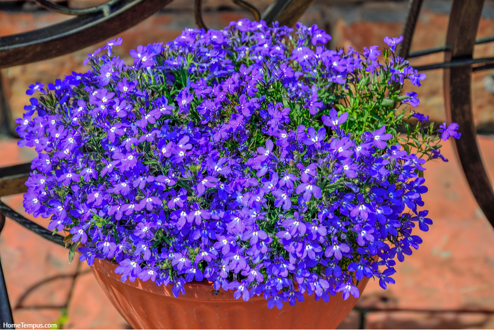 Blue Lobelia flowers or Edging Lobelia, Garden Lobelia (Lobelia Erinus) in pot in summer garden. Flowers that start with L