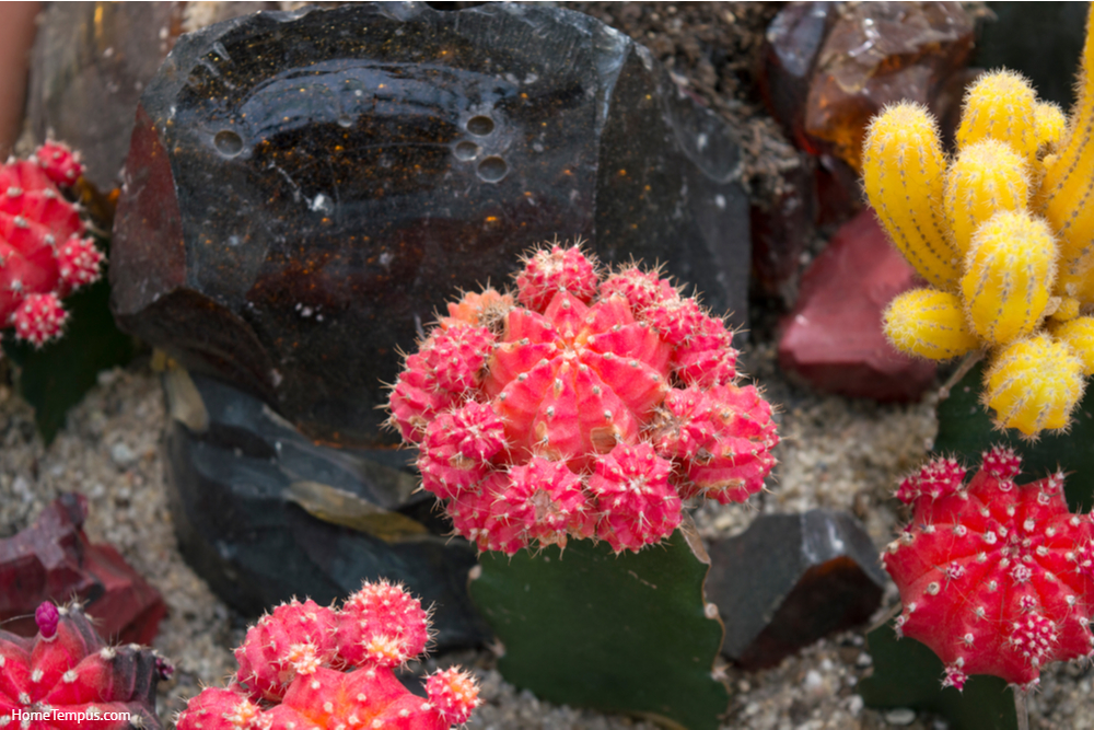 Bright red cactus gymnocalycium mihanovichii - Coral cactus