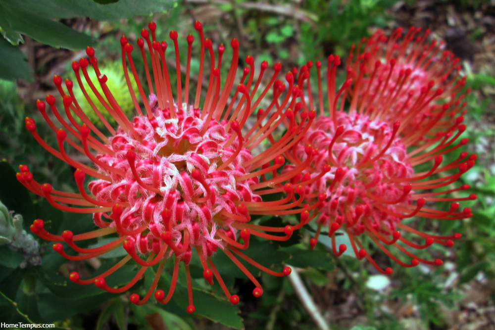 Bright red pincushion Protea South African national flower Leucospermum